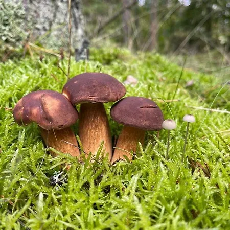 Country House * Dziemiany