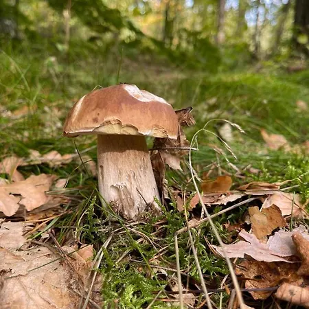 Country House * Dziemiany