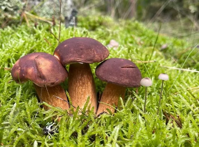 Country House * Dziemiany