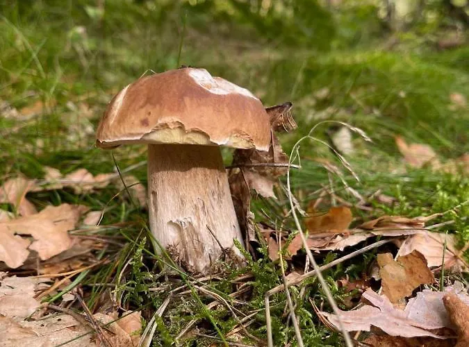 Country House * Dziemiany